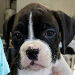 Boxers from Cinnrhee Boxers