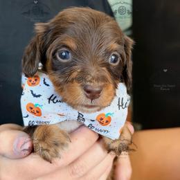 Mr. Red-2600 - Chocolate and tan male Dachshund puppy in Sparr, Florida from From the Heart Doxies