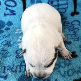 L64-04 - Blue male Australian Cattle Dog puppy in Sheridan, Oregon from 6pk Cattledogs