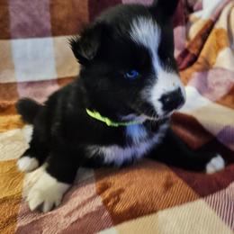 Porsche - Black and white female Siberian Husky puppy in Urbana, Ohio from Fairhaven's Siberian Huskies
