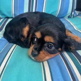 Violet - Black and tan female Cavalier King Charles Spaniel puppy in Avalon Beach, Florida from Cavaliers of Avalon
