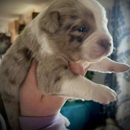 Dwight - Red merle male Miniature Australian Shepherd puppy in Bethany, Illinois from Rachel at Marrowbone Creek Aussies