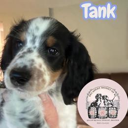Tank - Piebald male Dachshund puppy in Mt. Sterling, Kentucky from Decadent Doxies of KY