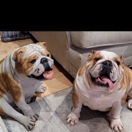 Xena - Bulldog