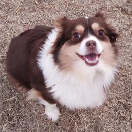 Miniature Australian Shepherds and Toy Australian Shepherds from Schwandt Toy Mini Aussies