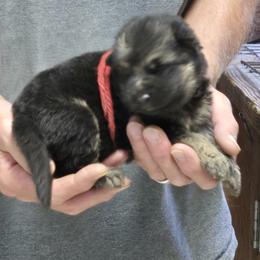 Red Girl - Black and tan female German Shepherd puppy in Lake George, Colorado from High Country German Shepherds