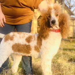 Missy  - Poodle