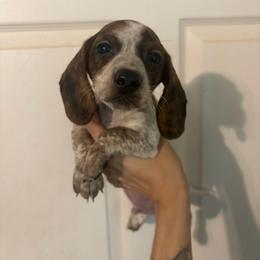 Venti - Piebald male Dachshund puppy in Willis, Texas from Dots Dachshunds