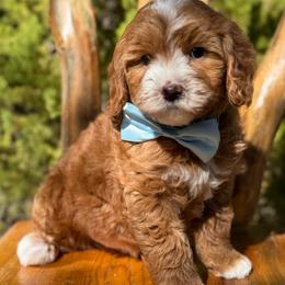 Finn- black collar - Red  male Goldendoodle puppy in Yuciapa, California from AlltheDoodlez_