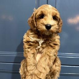Linus - Apricot male Australian Labradoodle puppy in Orange, California from Little Kingdom Doodles