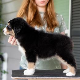 Miniature American Shepherd Puppies from Bonbelle