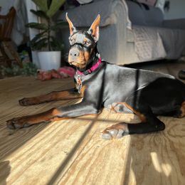 Cavalier King Charles Spaniel and Doberman Pinscher Puppies from HillStone Kennels