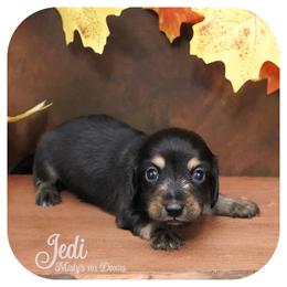 JEDI - AKC Registered - Black and tan male Dachshund puppy in Graceville, Florida from Misty's 101 Doxies