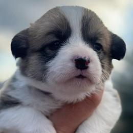 Pembroke Welsh Corgis from D&D Country Corgis