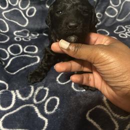 Augustus - Silver male Poodle puppy in Berkeley, California from Poodle Parade