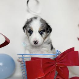 Australian Shepherd Puppies from Scottstead Aussies