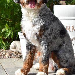 Bernedoodle and Goldendoodle Puppies from Adored Poodle & Doodles AZ