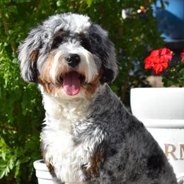 Bernedoodle and Goldendoodle Puppies from Adored Poodle & Doodles AZ