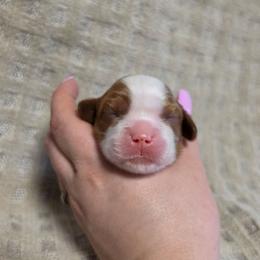 AKC GIRL Blenheim - Blenheim female Cavalier King Charles Spaniel puppy in Bonney Lake, Washington from House of Happy Cavaliers