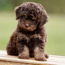 Charlotte - Brown female Lagotto Romagnolo puppy in Seymour, Missouri from Terra Incognita