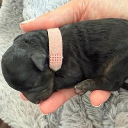 Girl 1 - Phantom female Bernedoodle puppy in Pottstown, Pennsylvania from Willow-Be Doodles