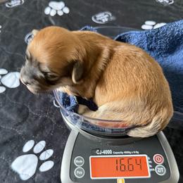 Gigi - Red sable female Havanese puppy in Hudson, New York from Havanese of Claverack and Hudson Valley Labradors