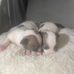 Chihuahua Puppies from Karolina Kennels