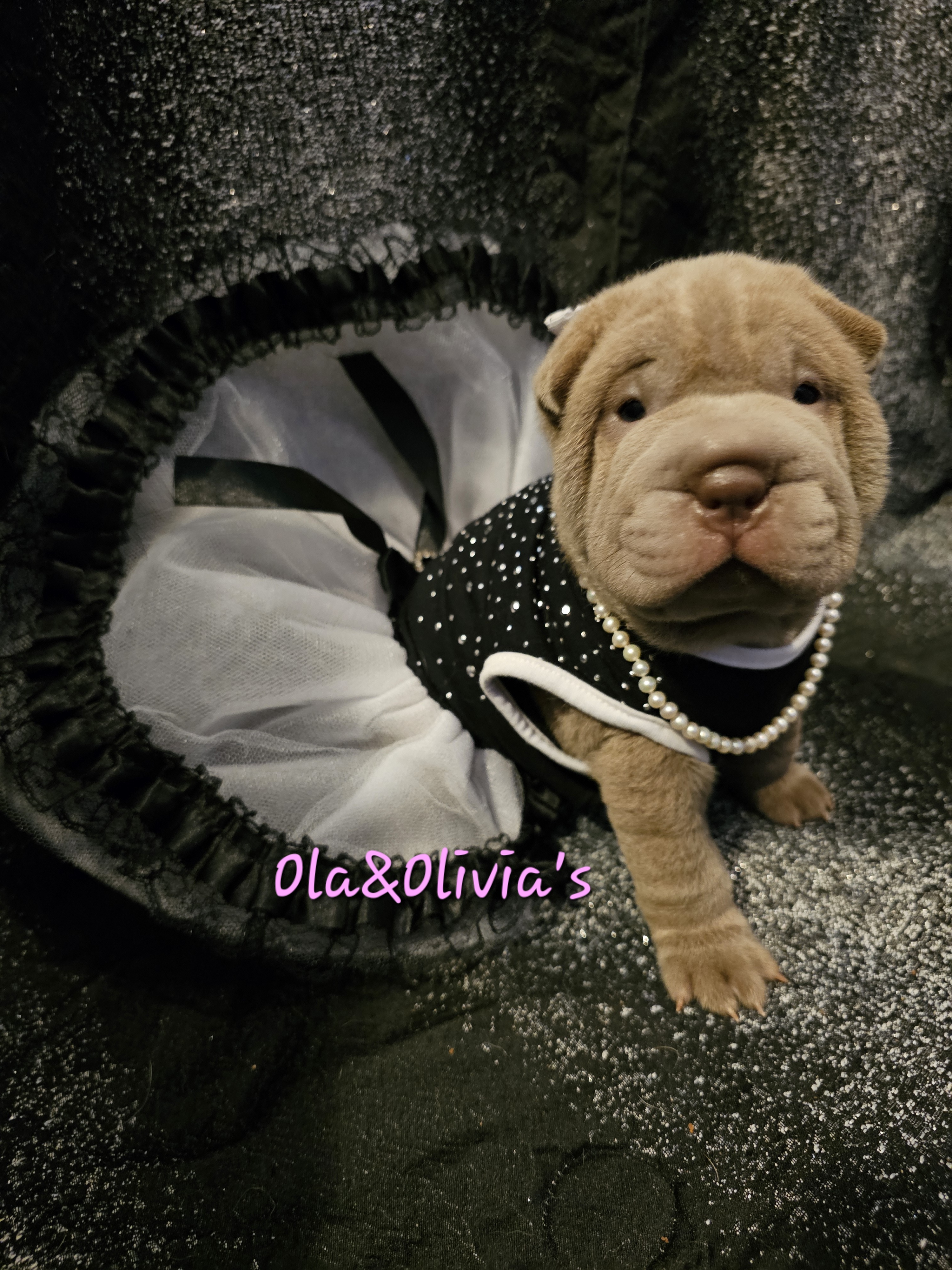 Chinese Shar-Pei Puppies from Zoey's Waggly Tails