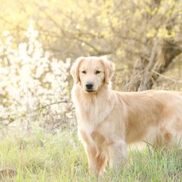 Golden Retrievers and Labrador Retrievers from Twisted Ranch Retrievers