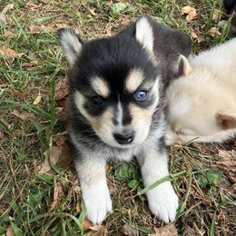 Pomsky Puppies from SRF Pomskies