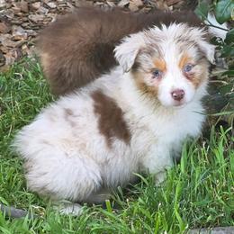 Thumper - Red merle male Australian Shepherd puppy in Albany, Oregon from Red Cloud Australian Shepherds and DeGray Great Danes & Bulldogs