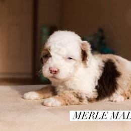 Aussiedoodle and Goldendoodle Puppies from Ever After Doodles Arizona