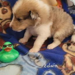 Edwin - Sable and white male Collie puppy in Mattoon, Illinois from Gold Leaf Collies