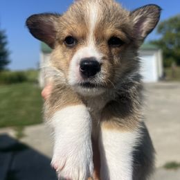 JD - Sable and white male American Corgi puppy in Brownstown, Indiana from Brave Country Kennels