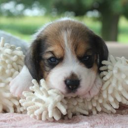 Estie - Black tan and white female Beagle puppy in Morrill, Kansas from Kelle Beagles