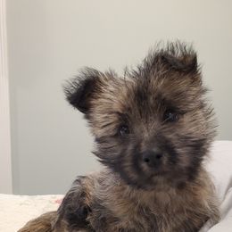Cairn Terrier Puppies from Ferguson's Cairn Terriers