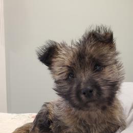 Cairn Terrier Puppies from Ferguson's Cairn Terriers