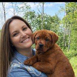 Labrador Retriever puppies from Whiteduck Mountain Kennel AKC Australian Cattle Dogs and AKC Fox Red Labrador Retrievers