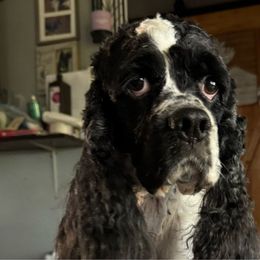 Loki - Cocker Spaniel