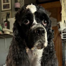 Loki - Cocker Spaniel