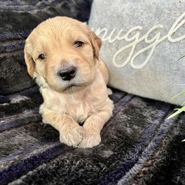 Everett - Cream male Goldendoodle puppy in Millersburg, Ohio from Ohio Puppy Paws