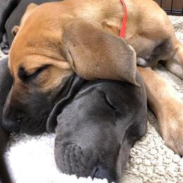 Great Dane Puppies from Texas Devine Danes