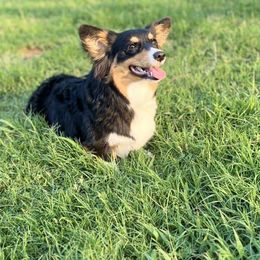 American Corgis from AB Corgis