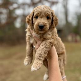 Mr. Red - Apricot male Goldendoodle puppy in Athens, Georgia from Moore Goldendoodles