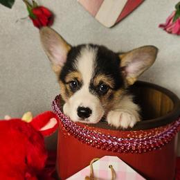 S'more-Docked tail - Black and tan male Pembroke Welsh Corgi puppy in Deming, New Mexico from Dragon Ridge Corgis