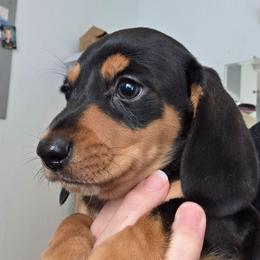 Molly's black and tan smooth boy - Black and tan male Dachshund puppy in Declo, Idaho from Dozendachs