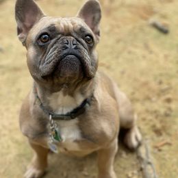 Chandler - French Bulldog