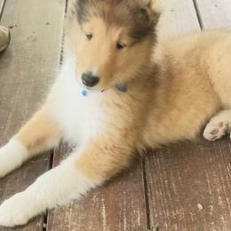 Boy 1 - Collie puppy in Seward, Pennsylvania from Scenic View Kennel