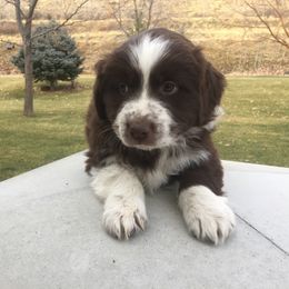 Australian Shepherd Puppies from Big Sky Aussies