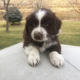 Australian Shepherd Puppies from Big Sky Aussies